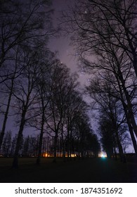 Tree Lined Street And Star