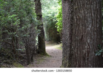 Tree Lined Trail