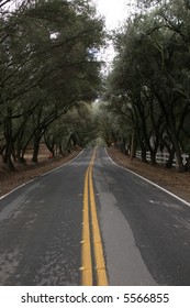 a tree lined two lane road with light rain fall in Autumn