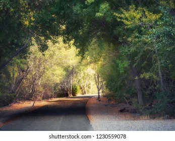 Tree Lined Walking Path