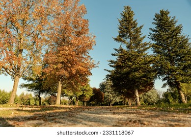  tree lined walkway in a beautiful autumn season , fallen leaves concept ,  - Powered by Shutterstock