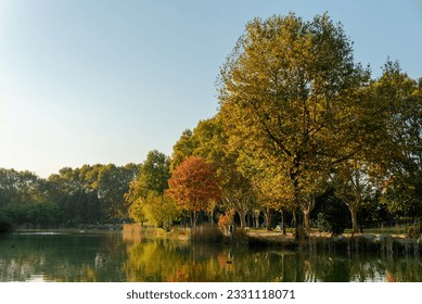  tree lined walkway in a beautiful autumn season , fallen leaves concept ,  - Powered by Shutterstock