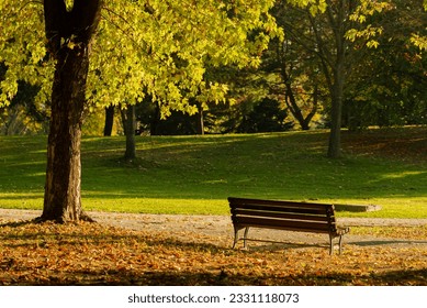  tree lined walkway in a beautiful autumn season , fallen leaves concept , focus is on the front bench - Powered by Shutterstock