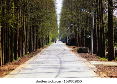 Tree lined way