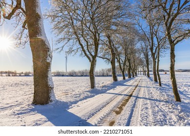 Tree Lined Winter Road A Sunny Winter Day