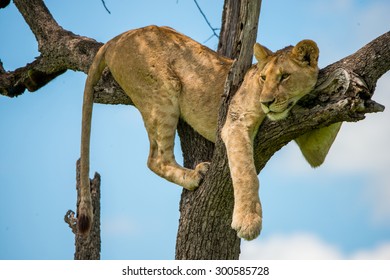  Tree Lioness Masai Mara Kenya