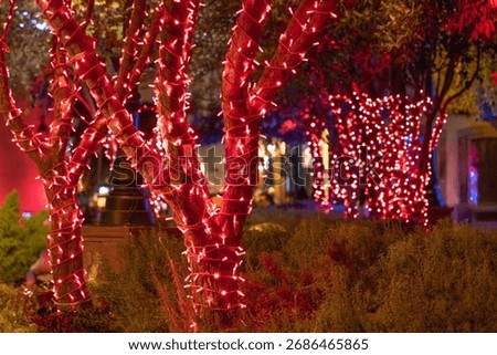 A tree is lit up with red lights. The lights are strung around the tree and are glowing brightly. Historic center of Queretaro, colonial architecture, decorations for the celebration of Mexico's Indep
