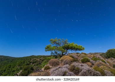 A tree lit using moonlight with star trails 