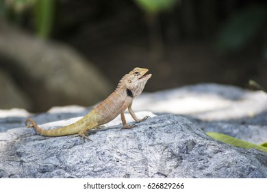  tree lizard