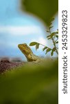 Tree Lizard Capture by Canon Powershot SX720HS