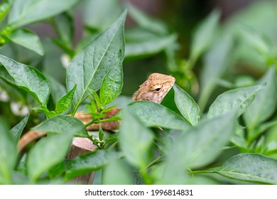 tree lizard remained on the tree and remained motionless, waiting for his prey.
