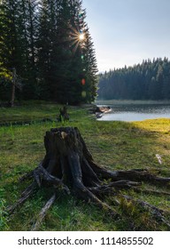 tree log from sunset