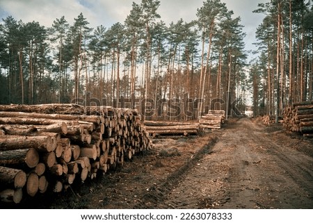 Tree logs in the forest. Stack of chopped woods stack