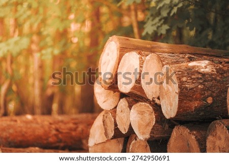 Tree logs in the forest. Stack of chopped woods stack