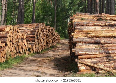 Tree Logs And Stumps With Bark Lie Stacked On Both Sides Of A Road In A Forest After Being Cut