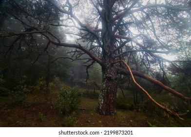 A tree with long twisted branches on a misty morning