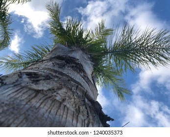 tree looking up