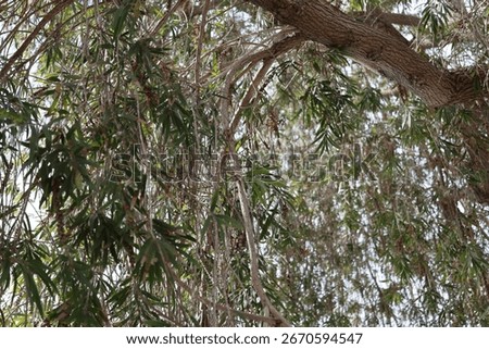 Tree Lookup up at Branches