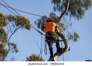 Tree Lopper Removing Branches From Eucalypt Tree