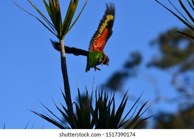 Tree With Lorikeet Flying Showing Under Wing Colors