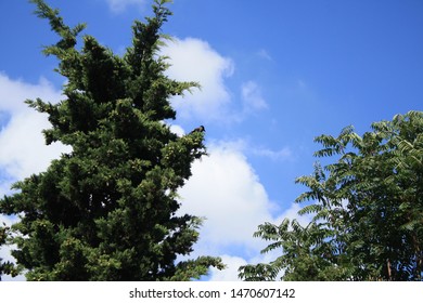 tree with low angle view and sky on the background