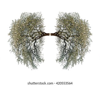 Tree Lungs Isolated On White