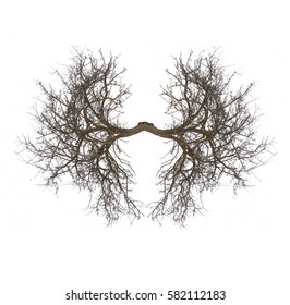 Tree Lungs Isolated On White