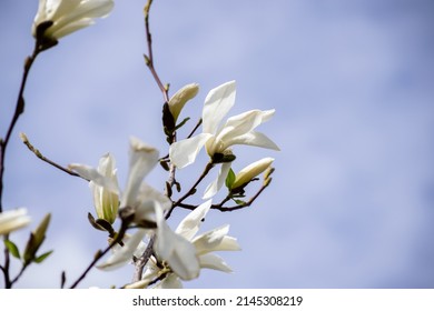 Tree Of The Magnolia Family, Named After The French Botanist Pierre Magnol