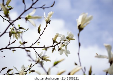 Tree Of The Magnolia Family, Named After The French Botanist Pierre Magnol