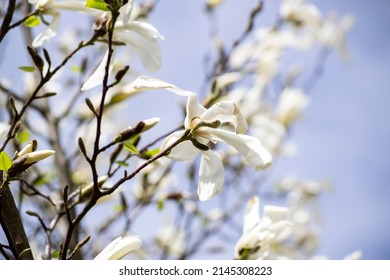 Tree Of The Magnolia Family, Named After The French Botanist Pierre Magnol