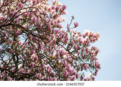 Tree Of The Magnolia Family, Named After The French Botanist Pierre Magnol