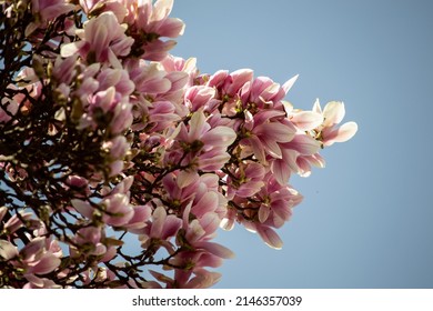 Tree Of The Magnolia Family, Named After The French Botanist Pierre Magnol