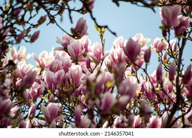 Tree Of The Magnolia Family, Named After The French Botanist Pierre Magnol