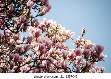 Tree Of The Magnolia Family, Named After The French Botanist Pierre Magnol