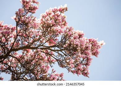 Tree Of The Magnolia Family, Named After The French Botanist Pierre Magnol