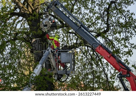 Tree maintenance worker trimming large urban tree using hydraulic lift and crane arm in city environment