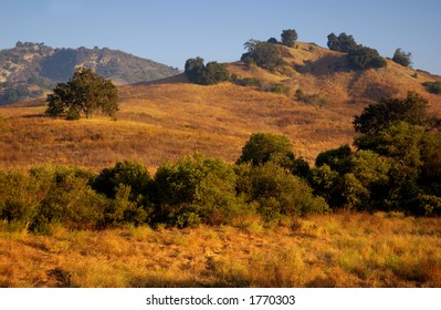 Tree In Malibu Creek State Park,ca