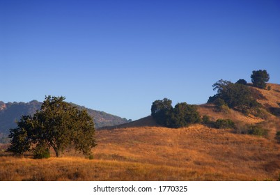 Tree In Malibu Creek State Park,ca