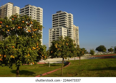 Tree with mandarin fruits, close-up. Residential apartment building. Concept: public garden, fruits for citizens, fruit trees near the house, urban space. - Shutterstock ID 2246473337
