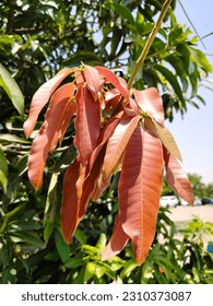 Tree Mango With New Leaf Growth Picture  New Mango Leaf, Red leaves in autumn. - Shutterstock ID 2310373087