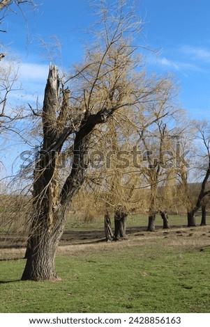 A tree with many branches
