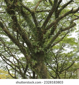 Tree with many branches in the forest