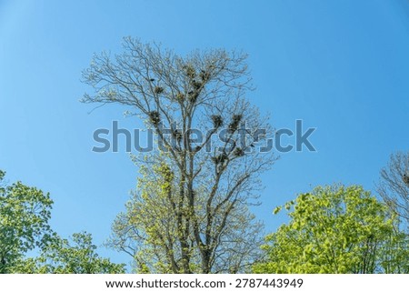 A tree with many crow's nests