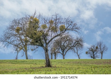 Tree with many mistletoe in winter