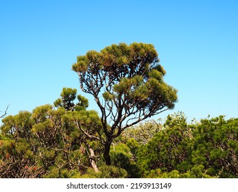 Tree In Margaret River, Western Australia