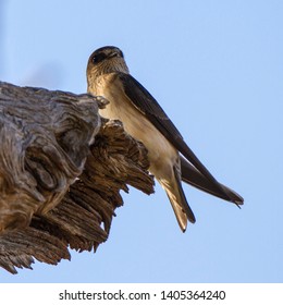 Tree Martin
Latin Name: Petrochelidon Nigricans