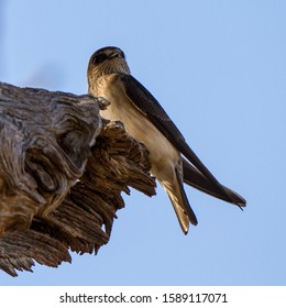 Tree Martin (Petrochelidon Nigrans) In Australia