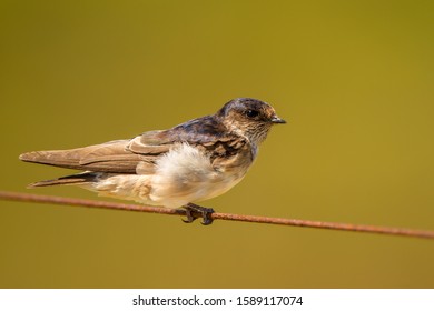 Tree Martin (Petrochelidon Nigrans) In Australia