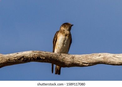 Tree Martin (Petrochelidon Nigrans) In Australia