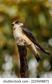 Tree Martin In Western Australia